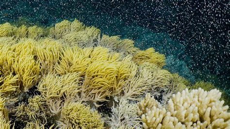 corals daily millions odds.